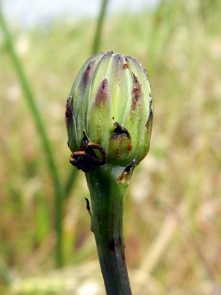 Hypochaeris radicata / Costolina giuncolina